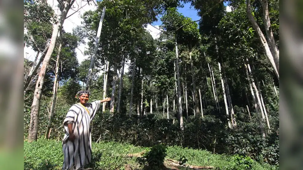 Perú se adhiere a la Asociación de Líderes para los Bosques y el Clima