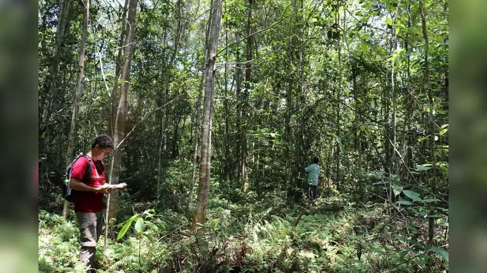 Intensifican vigilancia en el Parque Nacional Cordillera Azul