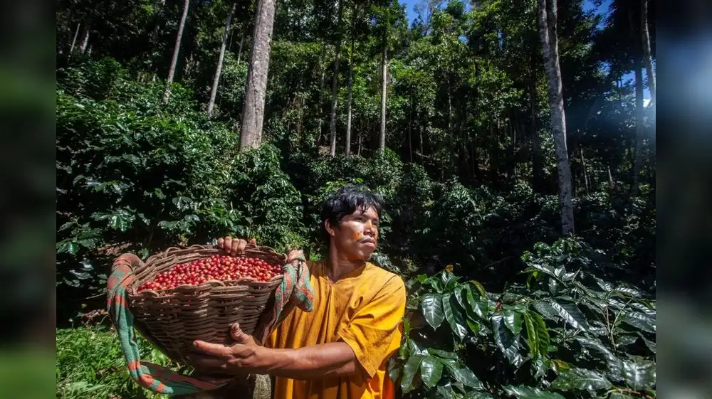 Cultivo sostenible beneficia a comunidades amazónicas
