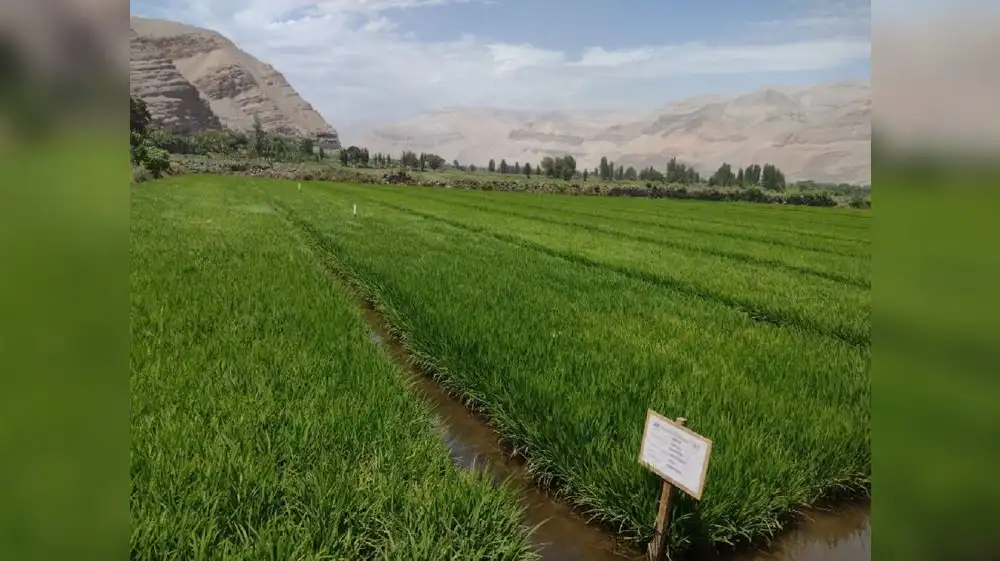 Arequipa: Ponen a prueba adaptación de semillas de arroz