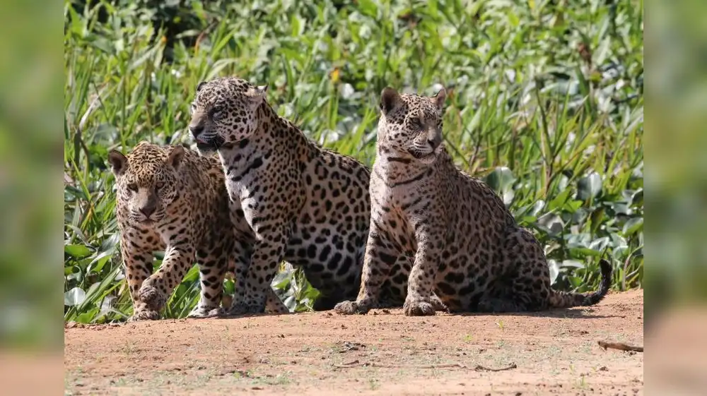 Entidades de gobierno destacan importancia del jaguar