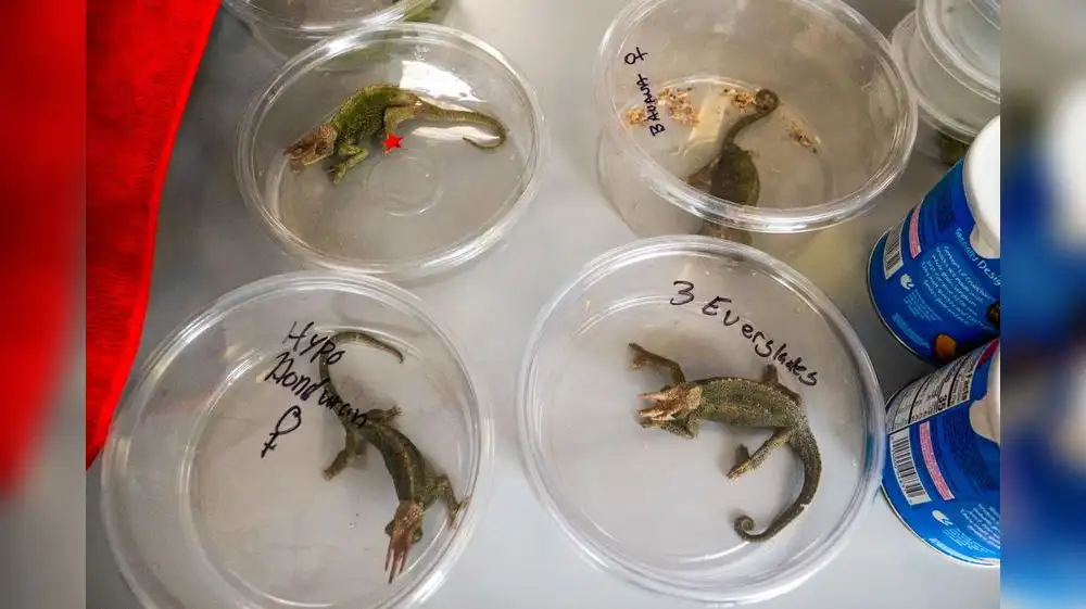 Fauna silvestre: Rescatan animales de las manos de traficantes