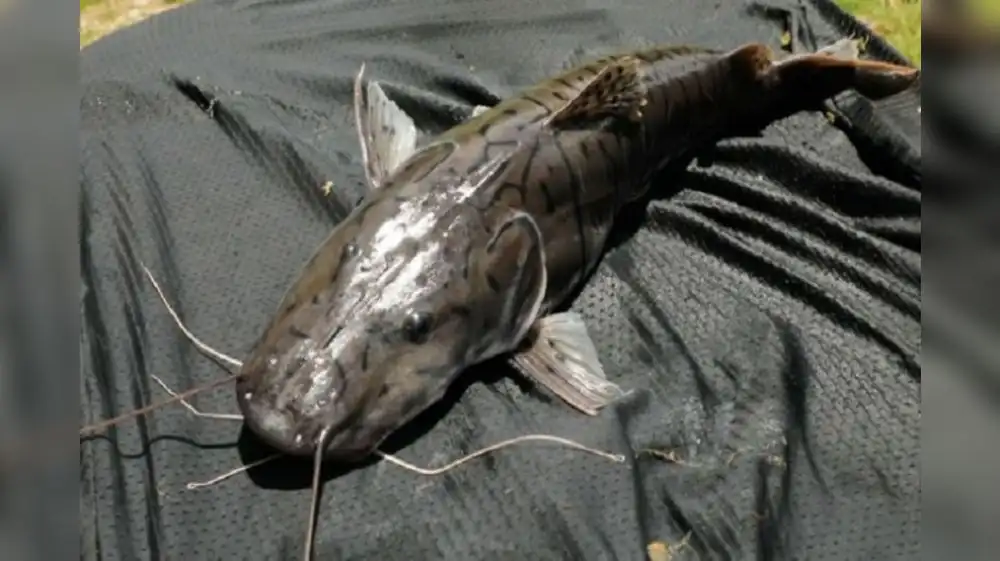 Científicos optimizarán producción de Peces amazónicos