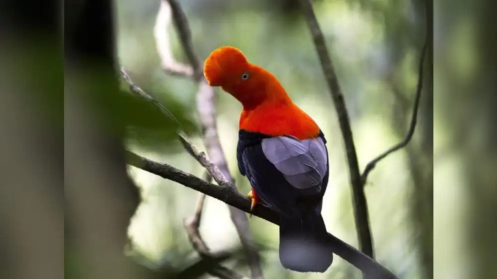 Gallito de las rocas: el protagonista del nuevo billete de S/ 200