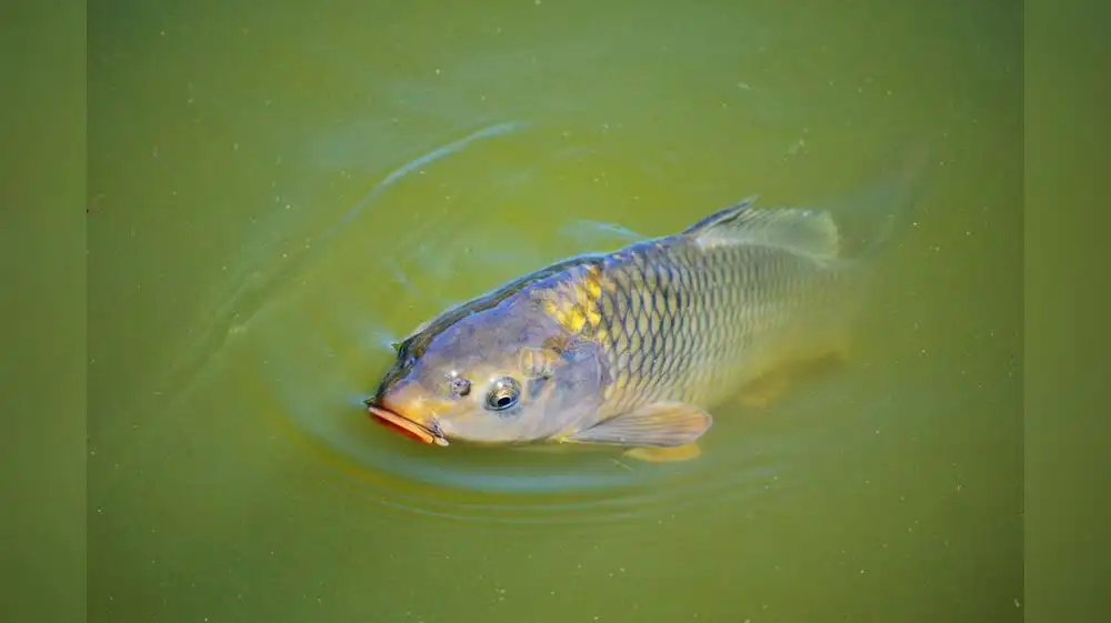 Lago Titicaca: Analizan aparición de extraño pez africano