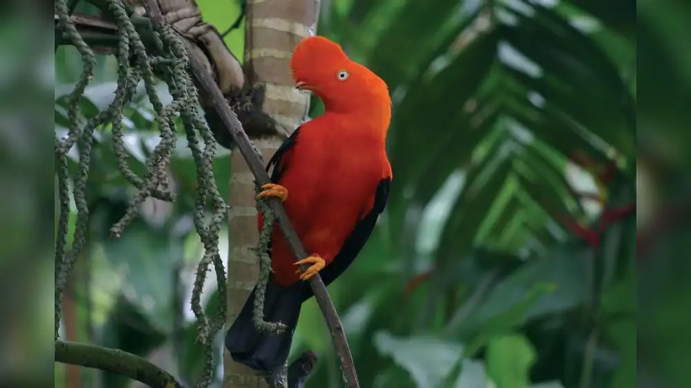 Perú es campeón en diversidad mundial de aves
