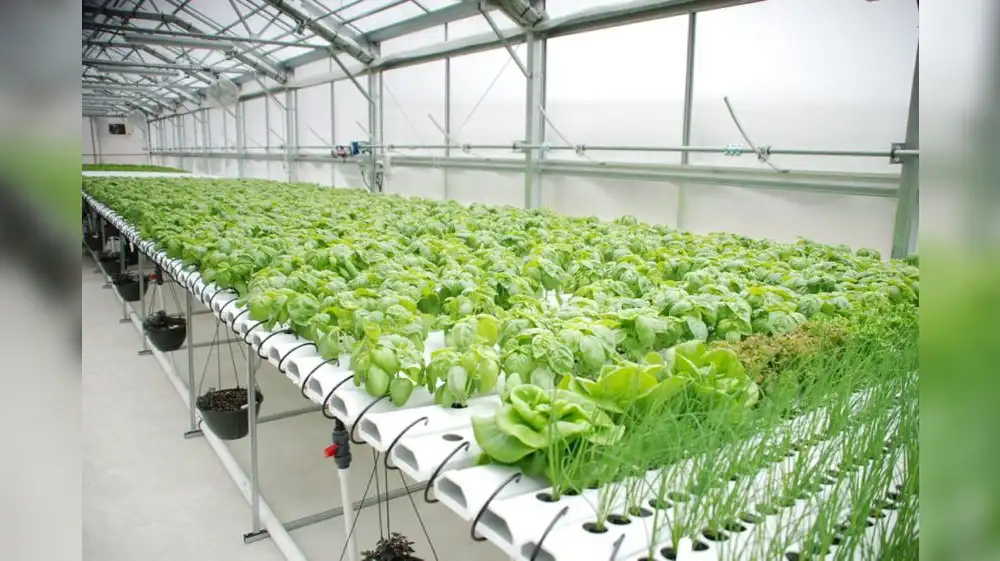 Cusco: Sequías serán combatidas con 500 módulos hidropónicos