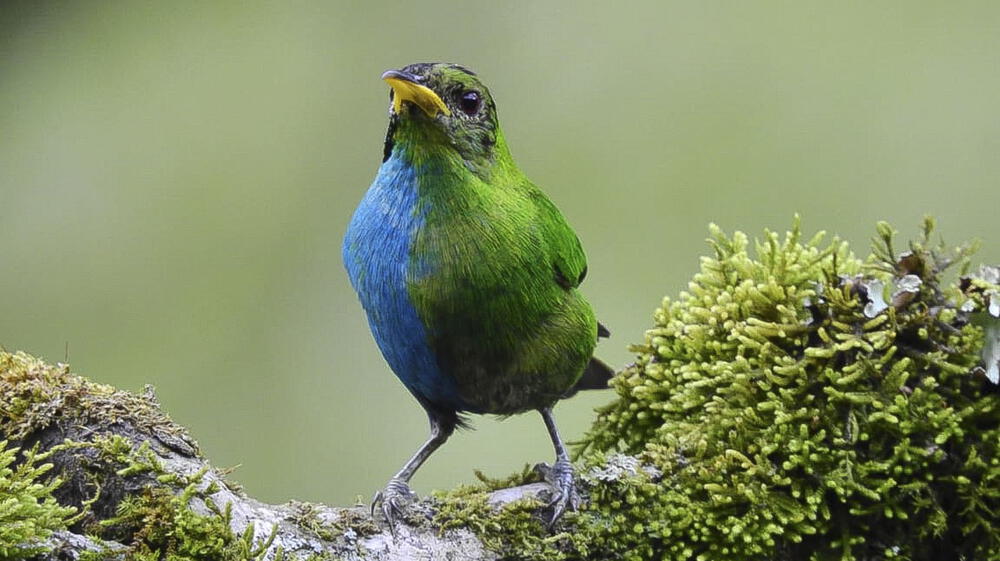 Colombia: Avistan ave con plumaje "mitad macho, mitad hembra"