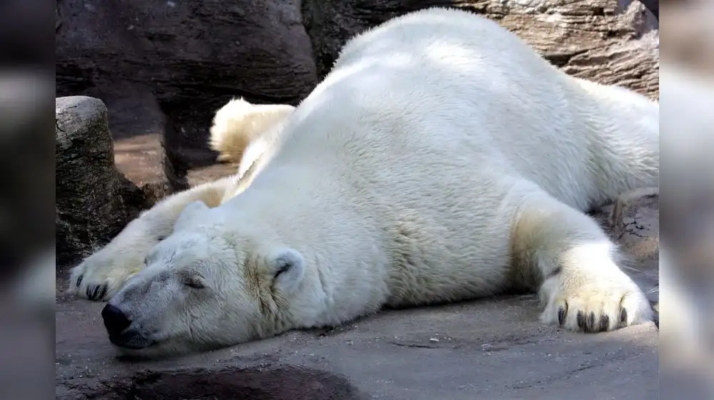 Alaska registra la primera muerte de un oso polar por gripe aviar