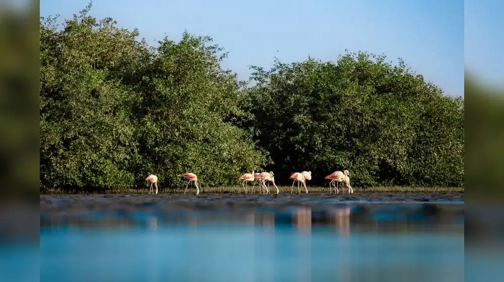 Evento resaltará importancia del Manglar de San Pedro