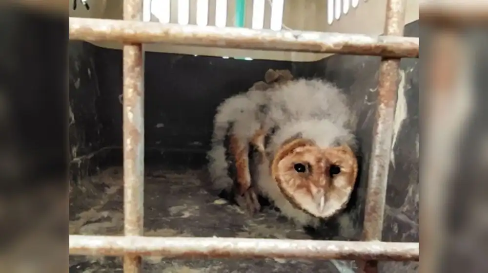 Arequipa: recuperan fauna silvestre que era criada como mascota