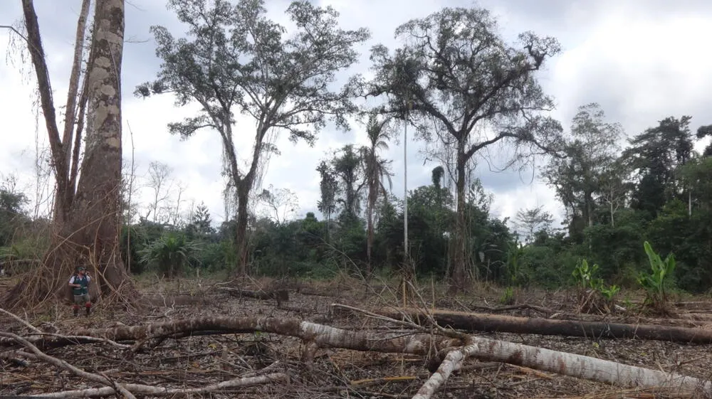 Perú perdió más de 2,7 millones de hectáreas de bosque
