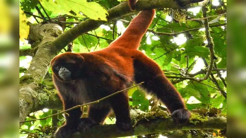 Impulsan acciones para proteger al mono choro de cola amarilla