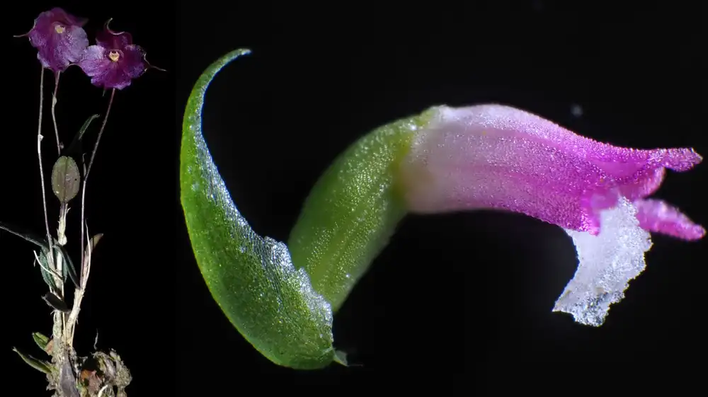 Nueva orquídea es hallada en el Parque Nacional Yanachaga Chemillén