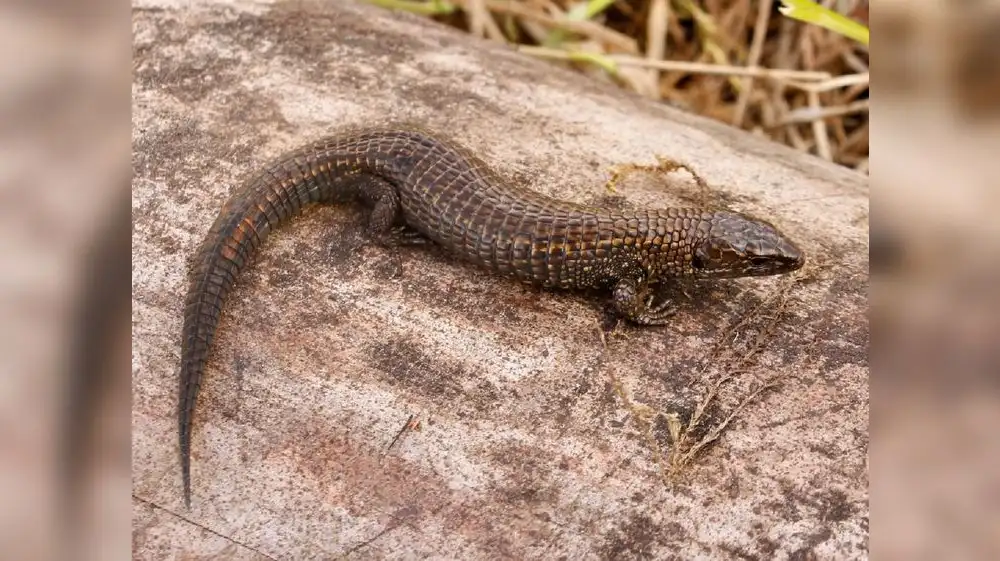 Perú: Hallan dos nuevas especies de lagartijas