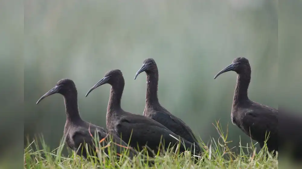 Pantanos de Villa alberga a más de 210 especies de aves