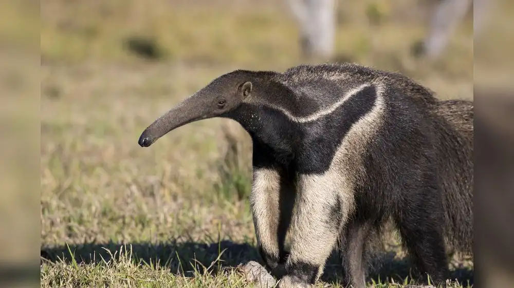 Cámaras trampa registran antiguo oso hormiguero gigante
