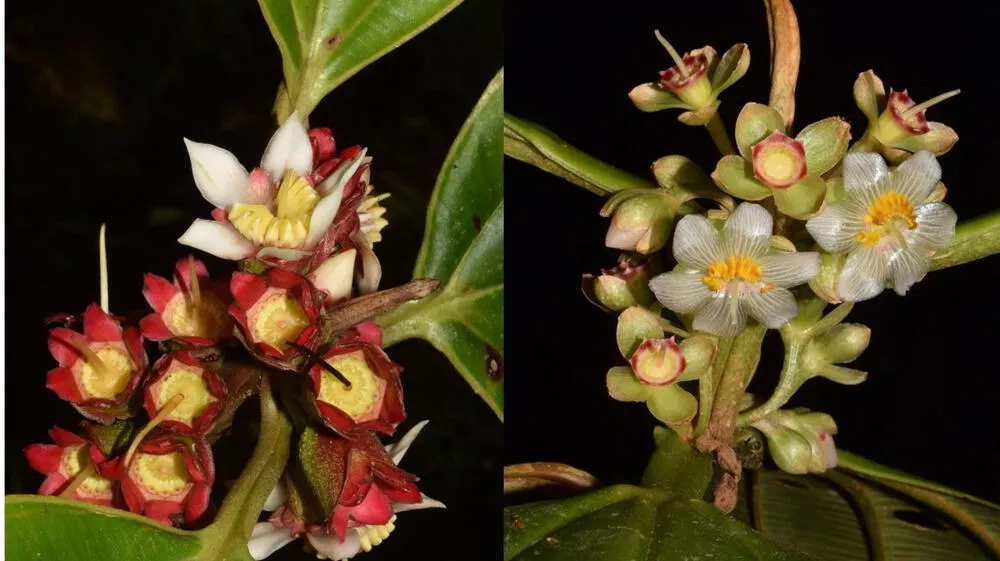 Descubren siete nuevas especies de plantas en la Amazonía peruana