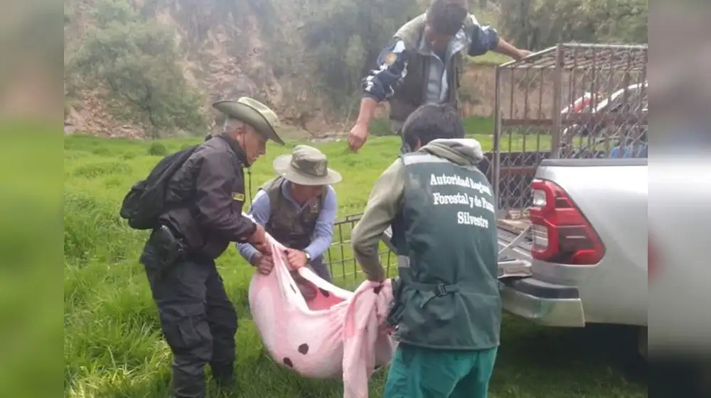 Ayacucho: Rescatan a puma andino encerrado en recreo campestre