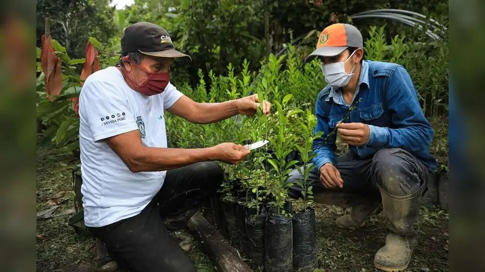 Siembran especies forestales nativas en Tumbes