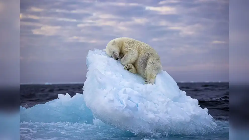 Oso polar duerme en el hielo: La foto más destacada de la naturaleza