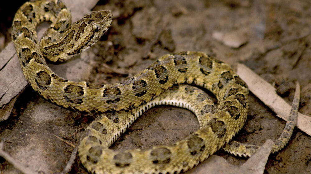 Serpientes nacen en cautiverio en Museo de Historia Natural