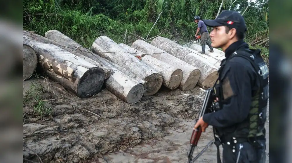 Amazonas busca soluciones contra la tala ilegal