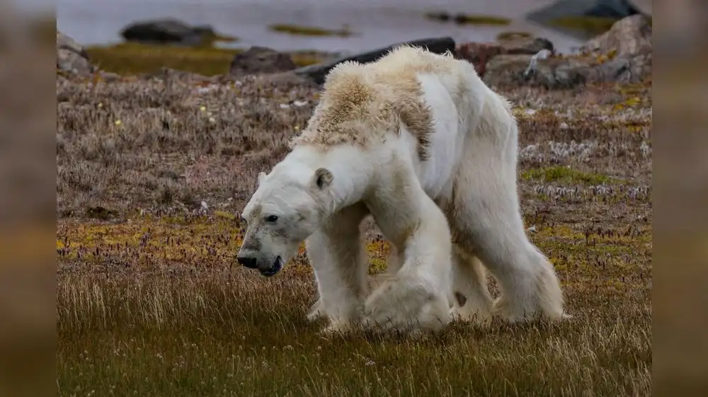 Osos polares al borde de la hambruna por calentamiento global