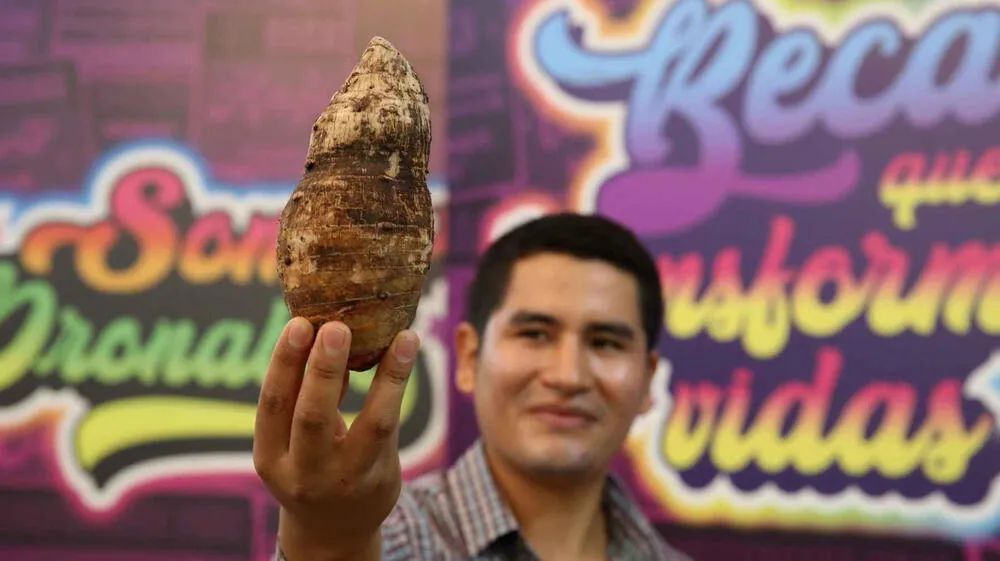 La Pituca: el tubérculo amazónico que busca conquistar el mundo