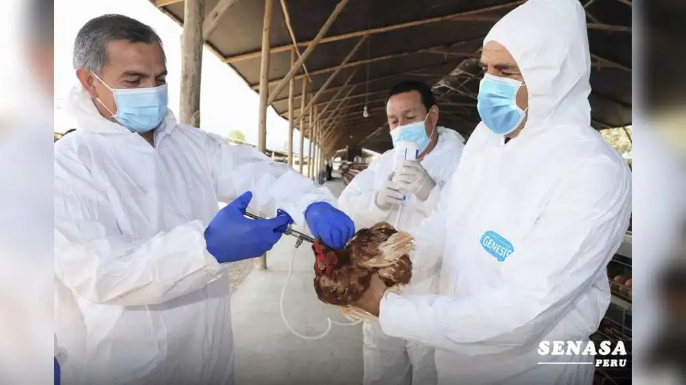 Gripe aviar: sacrifican 23,000 aves para contener enfermedad