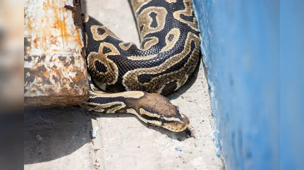 Enorme pitón africana es encontrada en coliseo de Magdalena