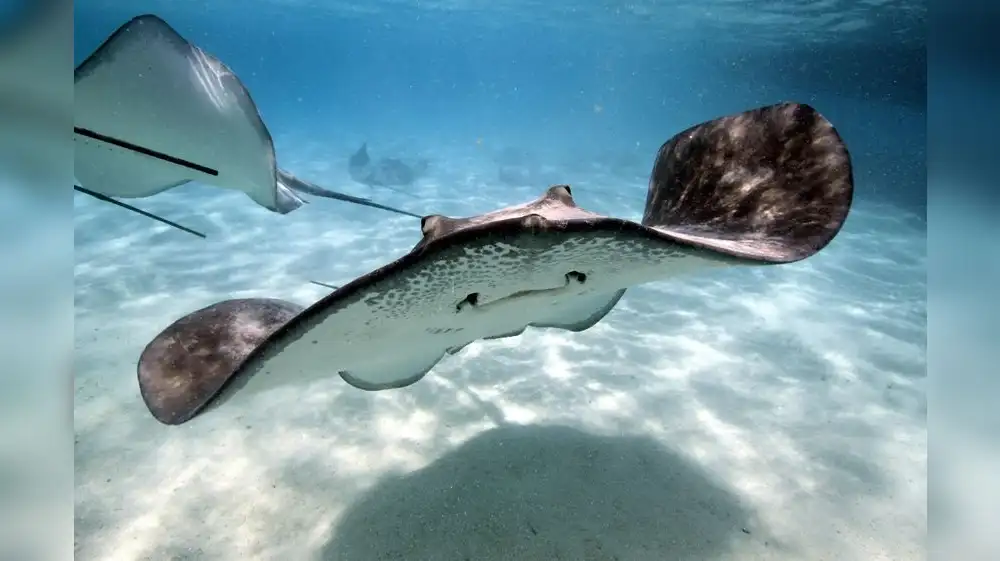 Charlotte: La raya que se embarazó si un macho a su lado