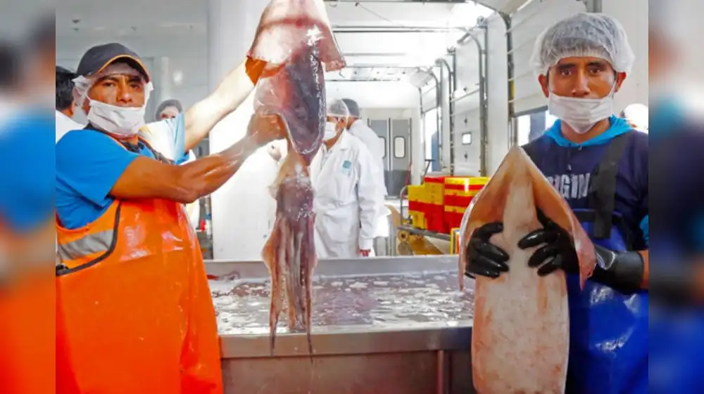 Calamar gigante en la mira de los investigadores
