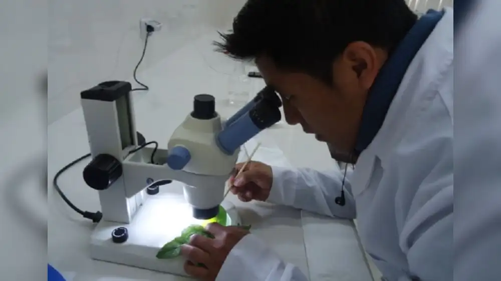 Científicos hallan nueva levadura en plantas de cacao