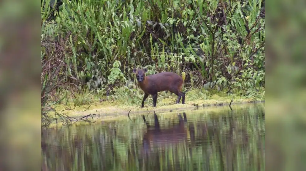 El pudú: el venado enano endémico descubierto en Perú