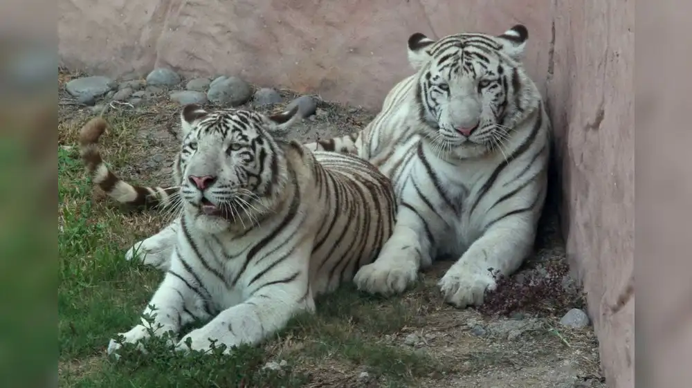 ¿Cómo actúan diferentes especies durante un eclipse?