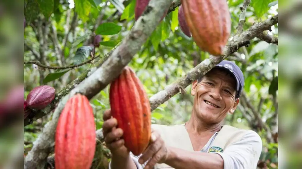Perú impulsa producción de café y cacao de manera sostenible