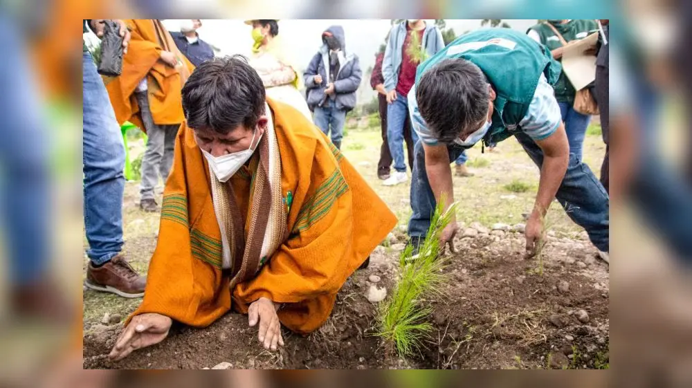 Arequipa ejecuta jornada de reforestación