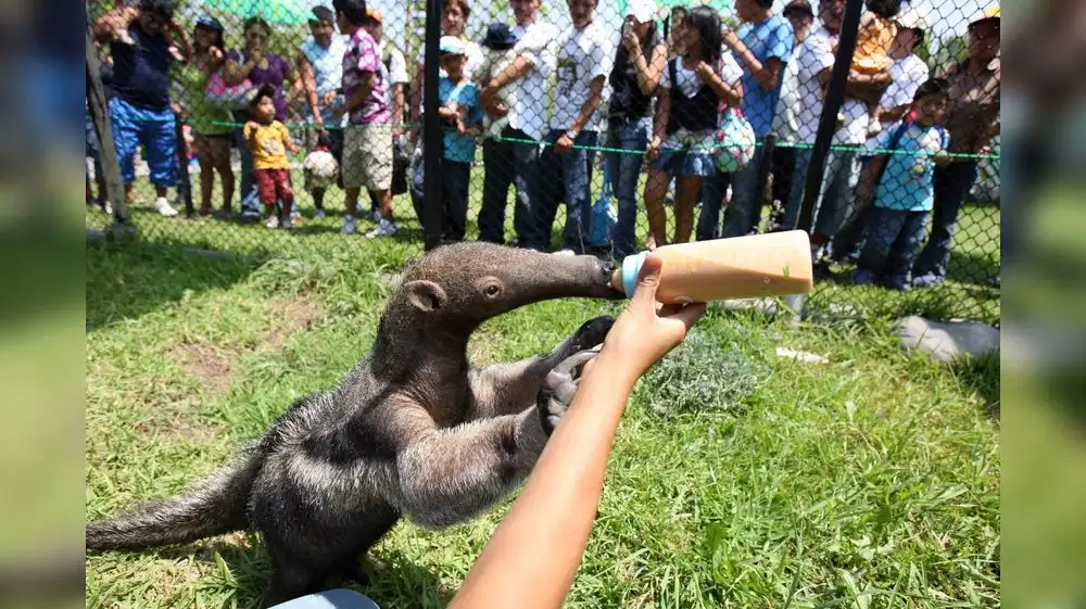 Zoológico de Pucallpa podrá albergar especies protegidas