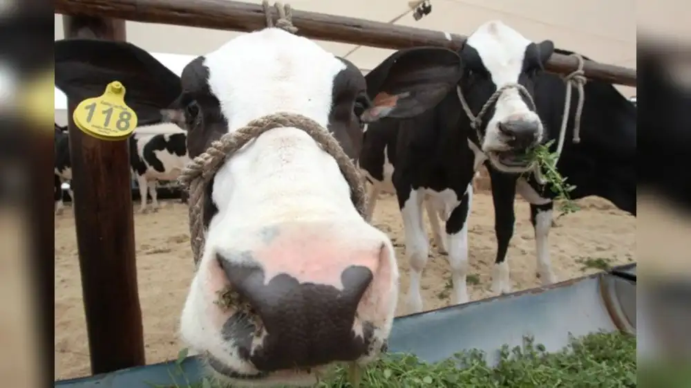 Vaca modificada produce insulina humana en su leche