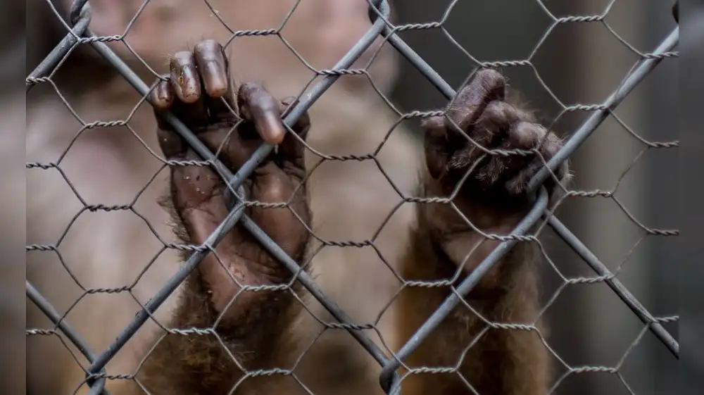 Agentes de la Marina de Guerra fueron acusados de tortura animal