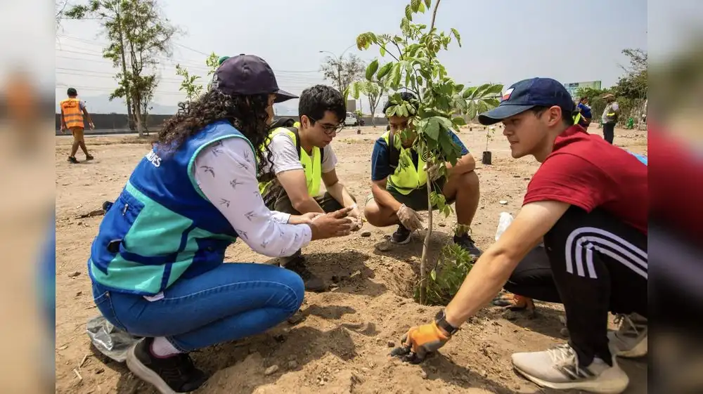 Programa municipal propicia reforestación en Pucusana