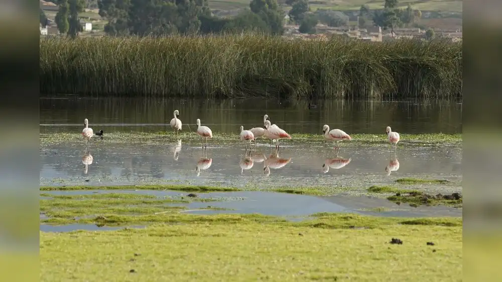 Perú aplica medidas para proteger sus humedales