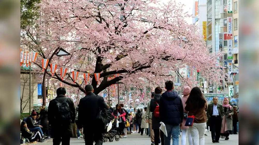 Japón: árboles sakura florecen más pronto por calentamiento global