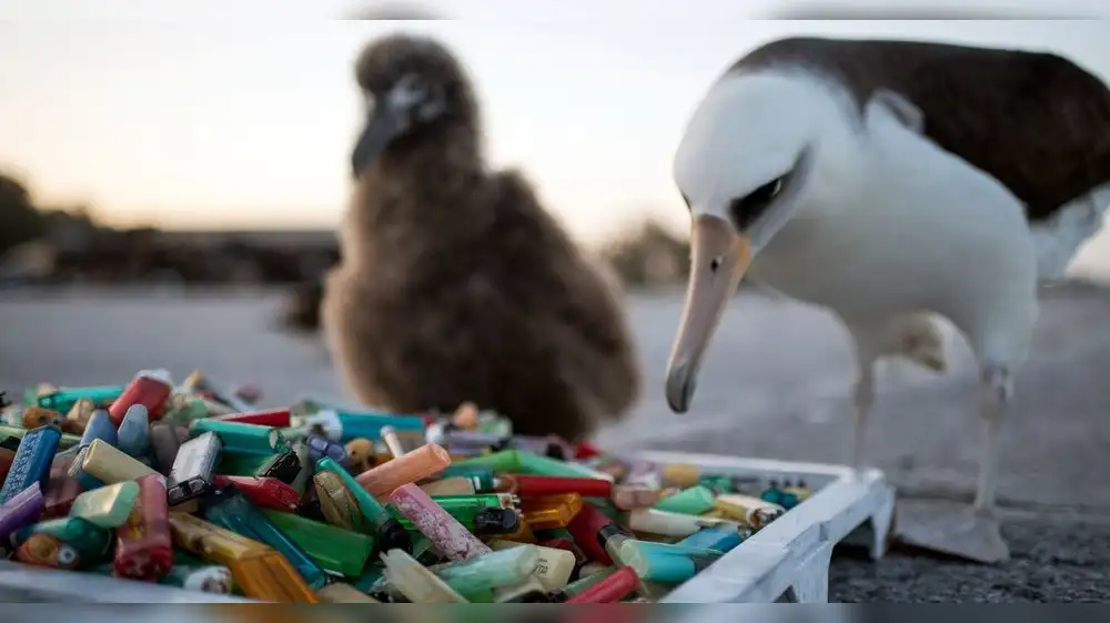 Plasticosis: La enfermedad que ya afecta a las aves peruanas