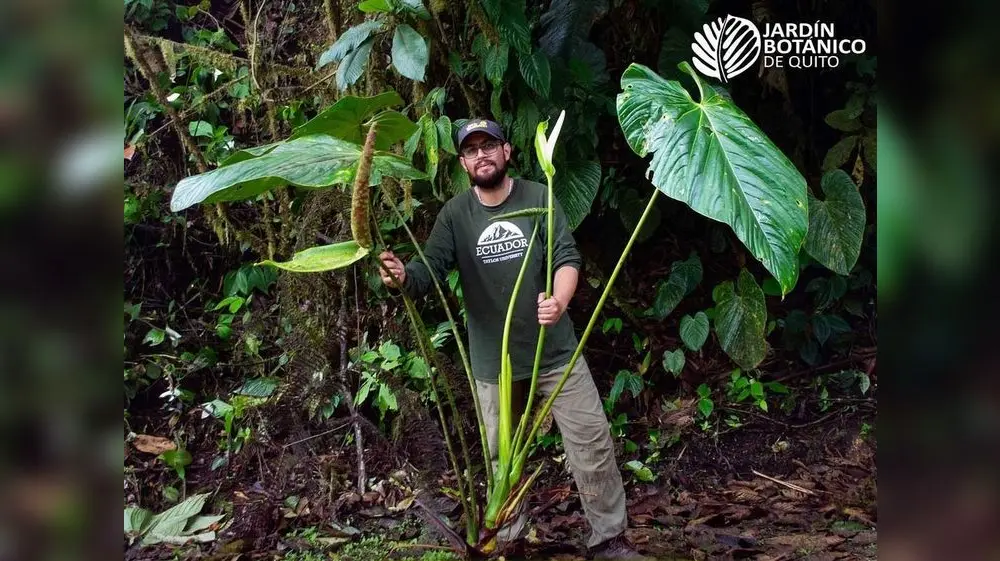 Ecuador se sorprende con tres raras especies de anturios