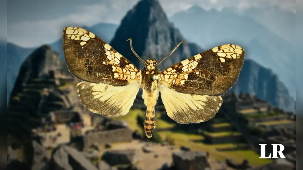 Perú: Nueva especie de mariposa es hallada en Machu Picchu