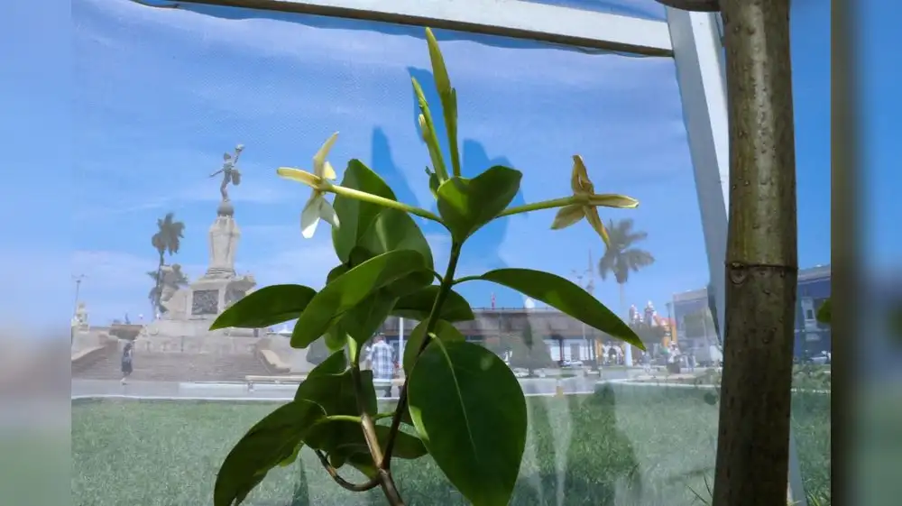 Árbol de la quina florece por primera vez en una zona costera