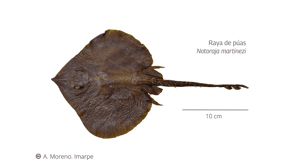 Registran dos nuevas especies de raya en el Perú