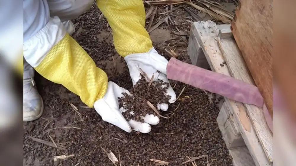 Muerte masiva de abejas genera preocupación en Moyobamba